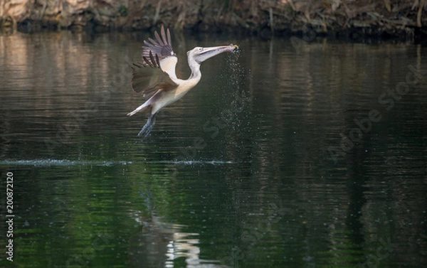 Obraz Spot-Billed Pelican (Pelecanus philippensis)