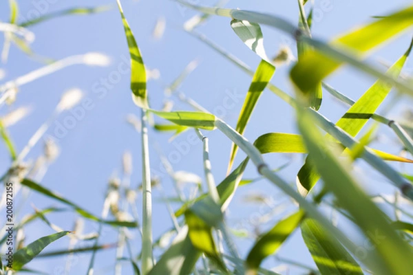 Obraz Rye background