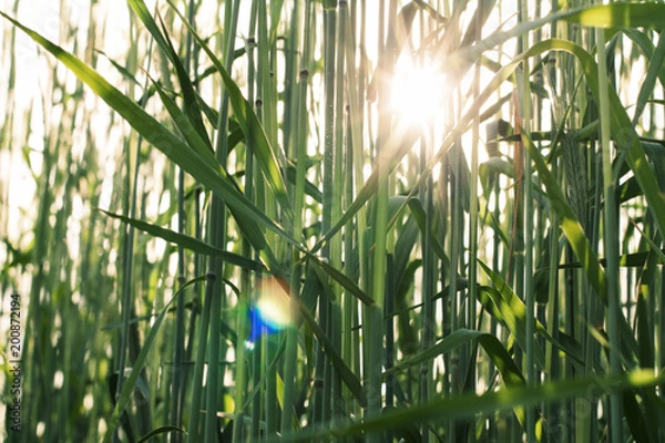 Obraz Vintage rye background