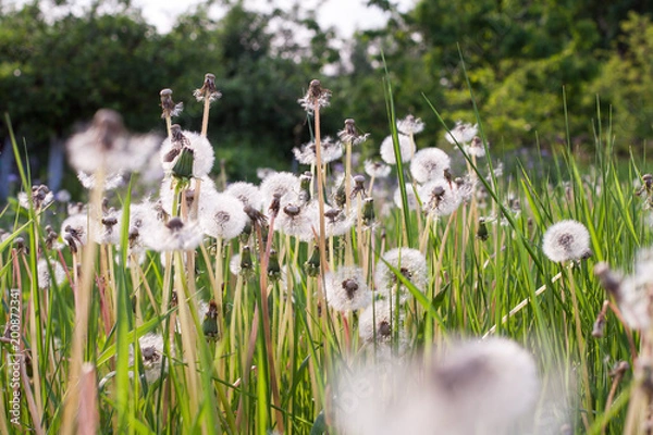 Obraz Field with dandelions