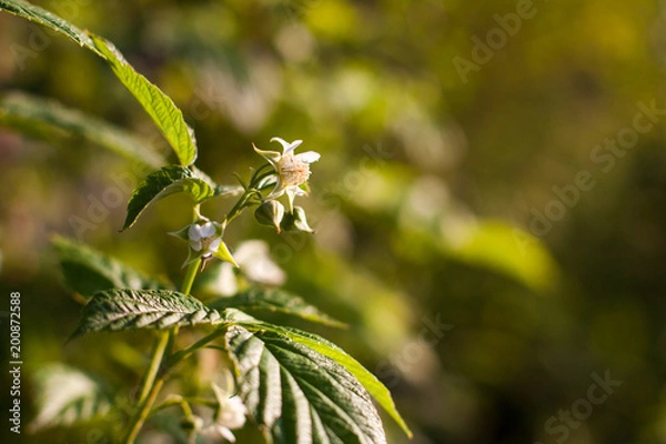 Obraz Raspberry blossoming