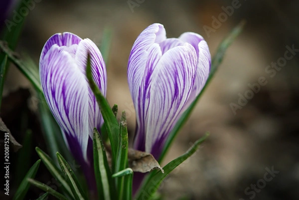 Obraz white-purple crocus blooming
