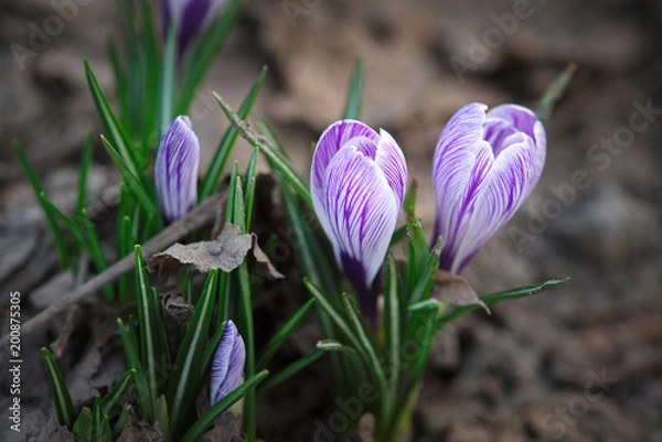 Obraz white-purple crocus blooming