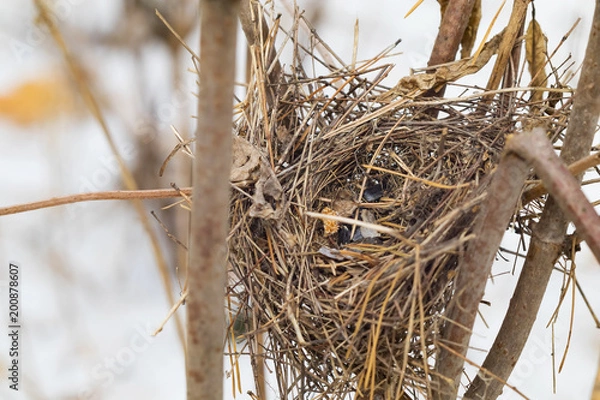 Fototapeta empty nest on the branches in the Park