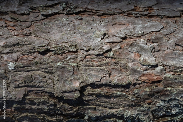 Fototapeta Tree bark texture background