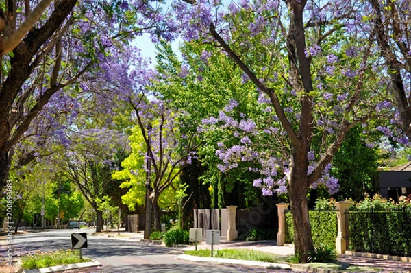 Obraz Little suburban street full of green trees and blooming jacaranda. Adelaide, Australia