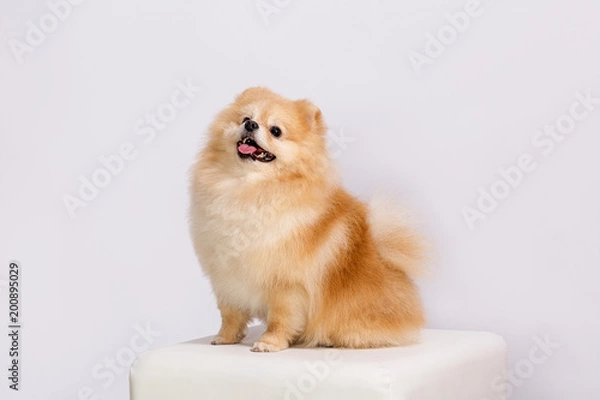 Obraz The orange Spitz puppy on a white background.