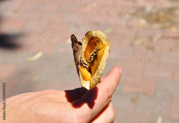 Obraz The hand holding the seed pod of a jacaranda tree with a neutral background