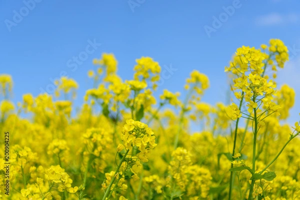 Obraz 菜の花畑