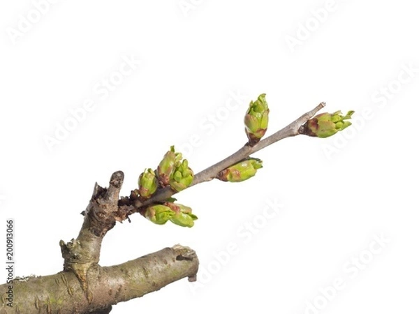 Obraz Sour cherry bud on white