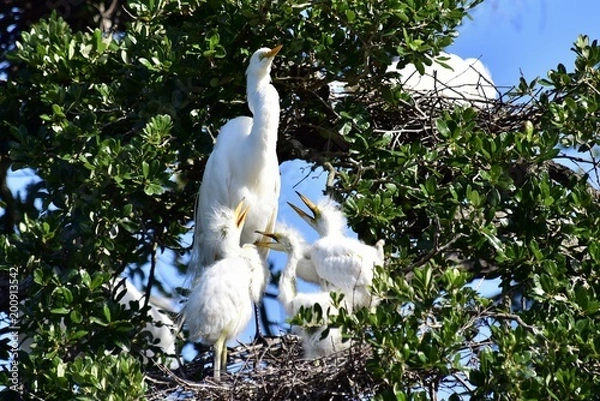 Fototapeta Cattle Egret