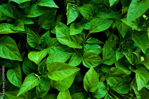 Obraz Dew drops on the leaves of pepper