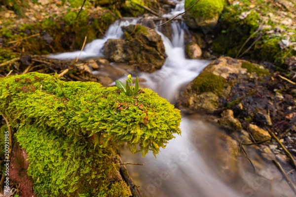 Obraz Schlüsselblume1