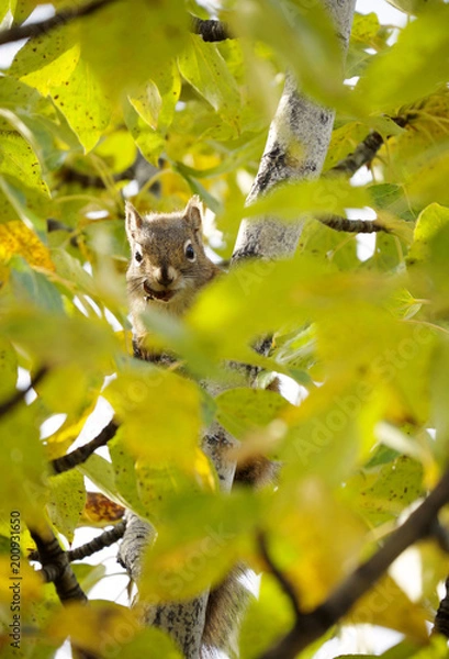 Fototapeta リス、デナリ国立公園、アラスカ

