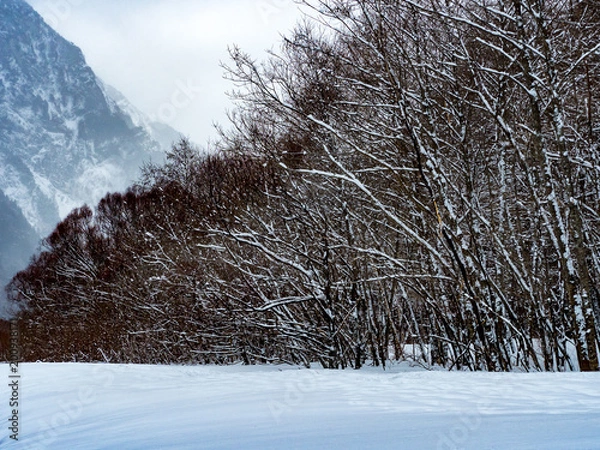 Fototapeta 雪の上高地
