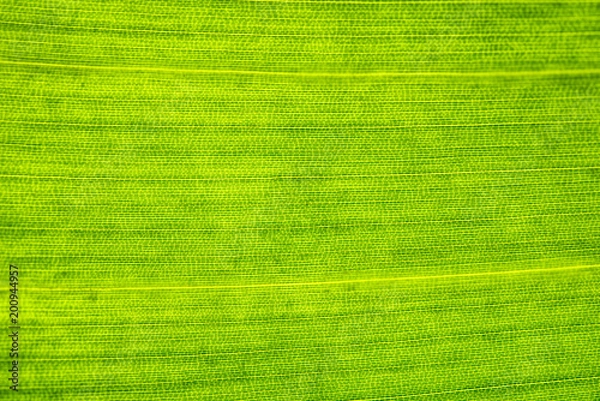 Fototapeta Green leaf close-up. Cell structure. Background or pattern.