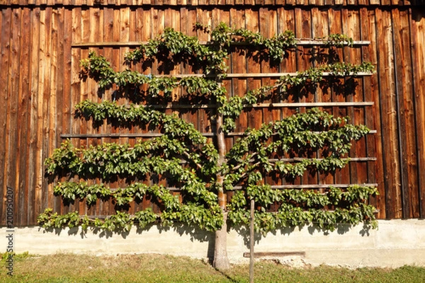 Obraz Spalierbaum, Birnbaum, an einer Scheunenwand