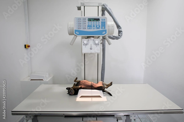 Obraz Veterinarian x-raying a dog

