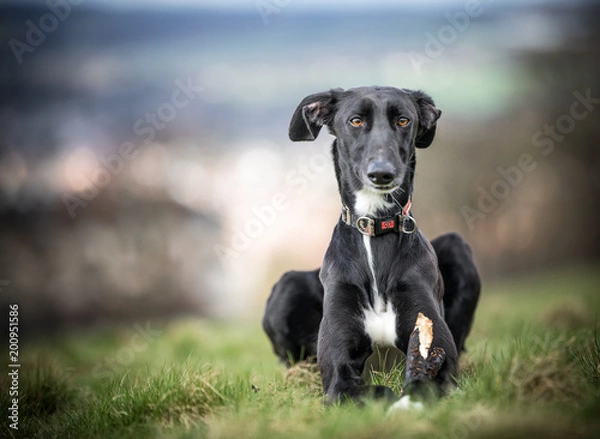Obraz Lurcher in the sun