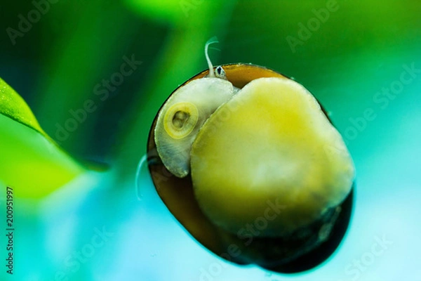 Obraz Aquatic Snail