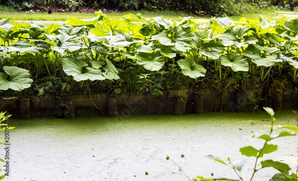 Fototapeta Ockenburgh 