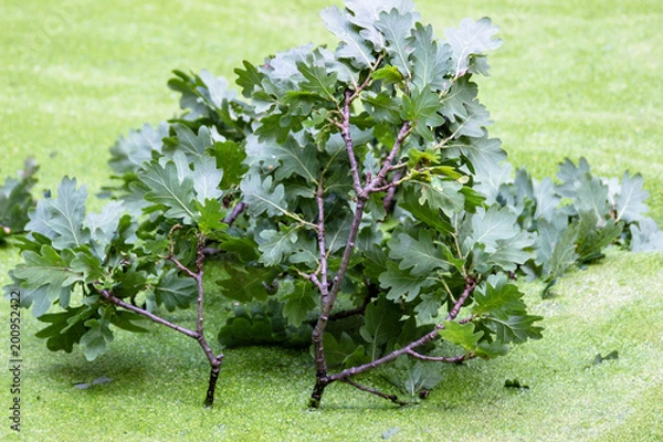 Fototapeta Ockenburgh 