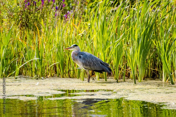Fototapeta Ockenburgh 