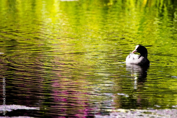 Fototapeta Ockenburgh 