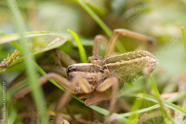 Obraz Mama and Babies