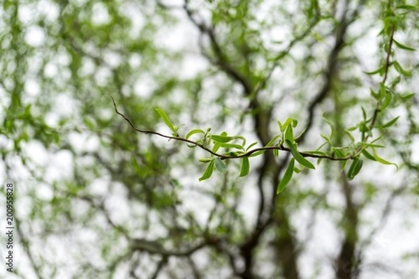 Fototapeta Curly branches of birch tree against sky, suitable as pattern or background. Slovakia