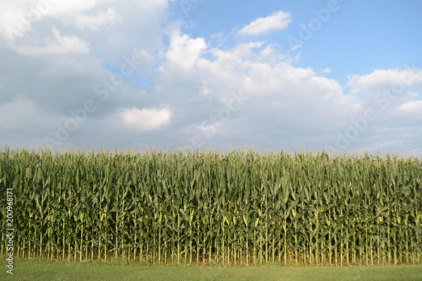 Obraz Cornfield