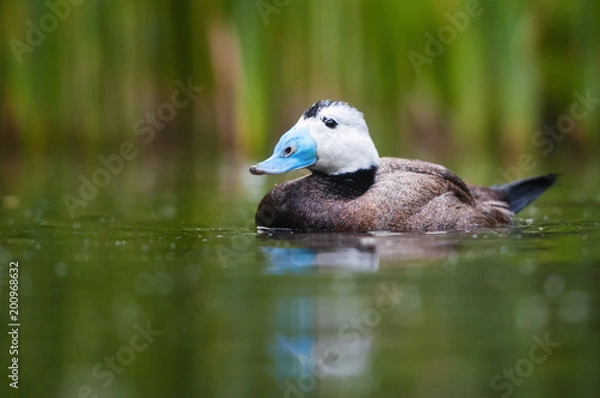 Obraz white-headed duck in the natural environment. A portrait of a bird with blue beak and white head. with beautiful green background.
