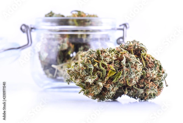 Obraz A large buds of fresh cannabis harvest in the hands. Concepts of cultivating grow medical marijuana close up