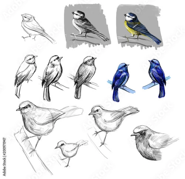 Obraz birds