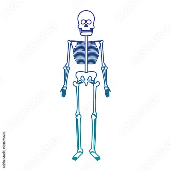 Obraz human skeleton model vector illustration graphic design