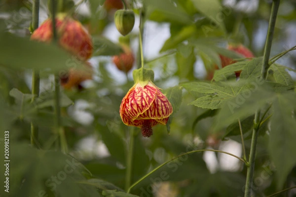 Fototapeta Isloated view of a open Chinese lantern bloom. Also known as Abutilon pictum, Redvein Abutilon, Red Wildin Indian Mallow, Redvein Flowering Maple, flowering maple  and dancing red tiger.  Native to so