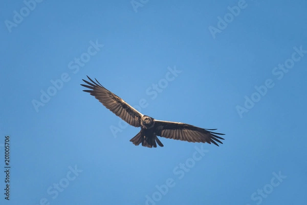 Obraz Female swamp harrier flying in front of a blue sky