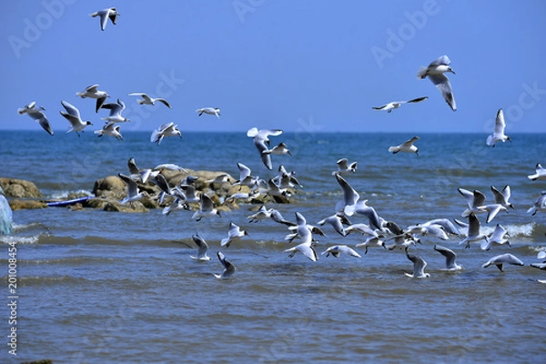 Fototapeta Seagulls fly in free