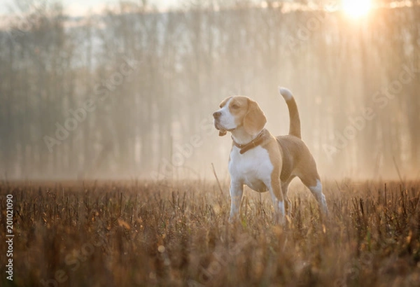 Fototapeta Beagle dog on a walk in the fog