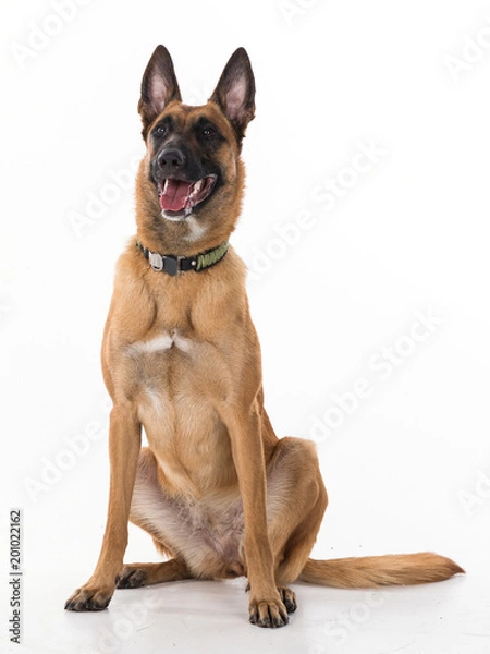 Fototapeta malinois