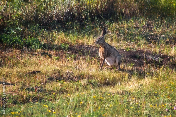 Obraz Hare in the natural environment