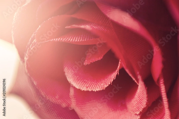 Obraz Decorative rose macro.