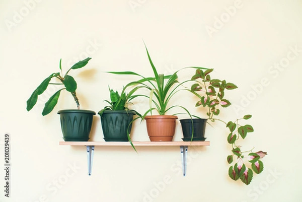 Fototapeta Houseplants grow in pots on a shelf fixed to a light wall.