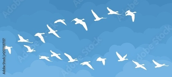 Fototapeta Flight of birds in the sky. 