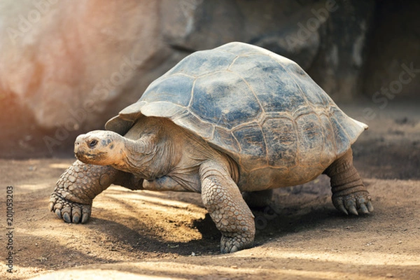 Fototapeta Żółw Galapagos