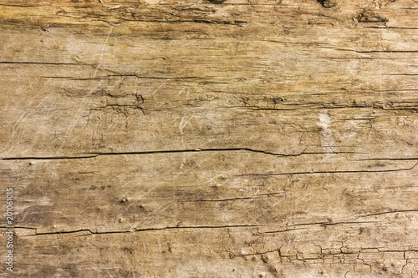 Fototapeta Struktur - Baum 01