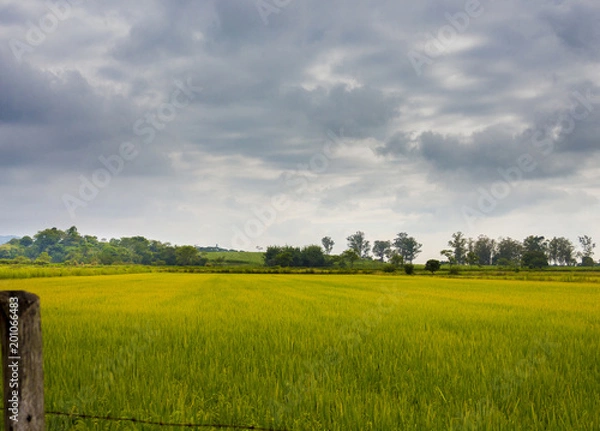 Fototapeta Clean fields