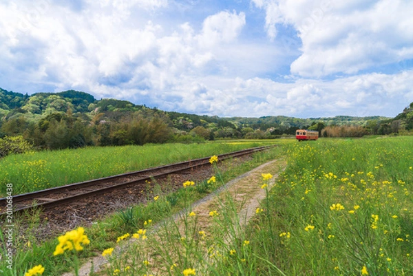 Fototapeta 【千葉】小湊鉄道と菜の花畑
