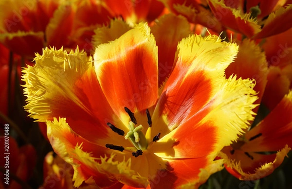 Obraz Цветущие тюльпаны в саду
