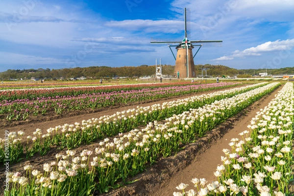 Fototapeta 【千葉】佐倉ふるさと広場の風車とチューリップ